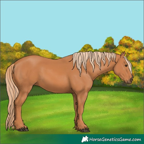 Horse Color:Chestnut 