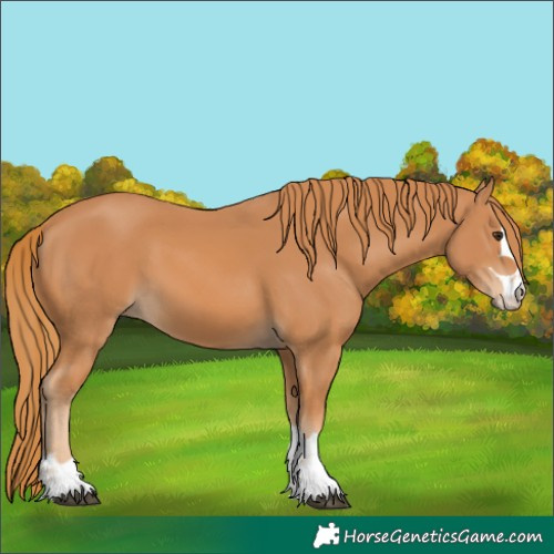 Horse Color:Chestnut 