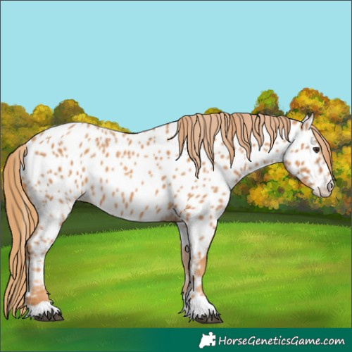 Horse Color:Chestnut Appaloosa 