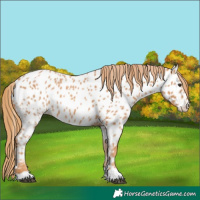 Horse Color:Chestnut Appaloosa 