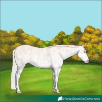 Horse Color:Cremello Sabino  and Cremello Sabino Splash 
