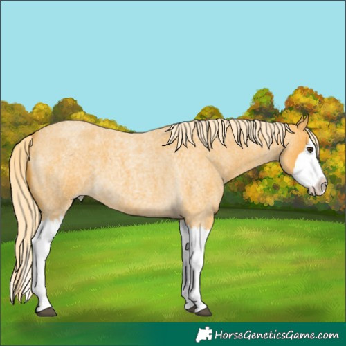 Horse Color:Palomino Roan Splash 