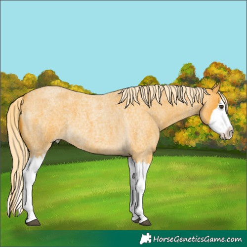 Horse Color:Palomino Roan Splash