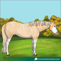 Horse Color:Palomino Roan Splash 