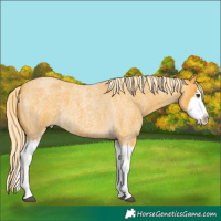 Horse Color:Palomino Roan Splash