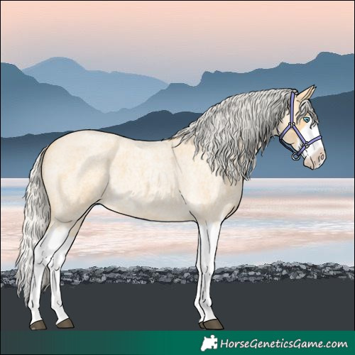 Horse Color:Silver Buckskin Roan Splash