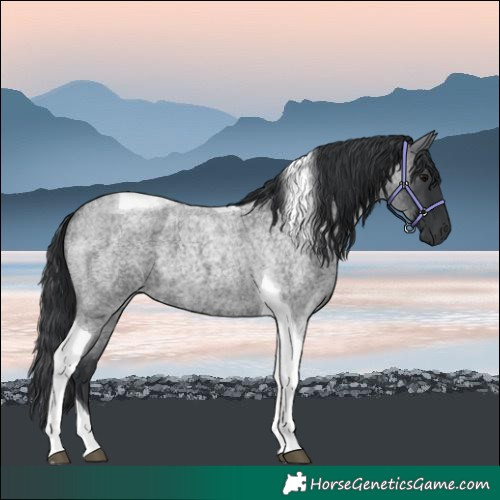Horse Color:Blue Roan Tobiano