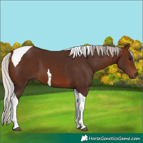 Horse Color:Silver Bay Tobiano 