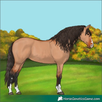 Horse Color:Bay Dun 