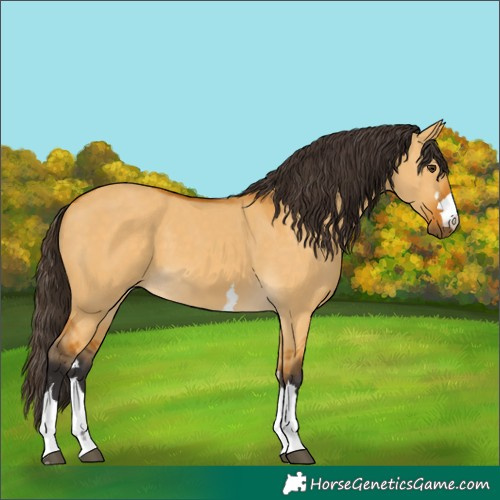 Horse Color:Unknown 