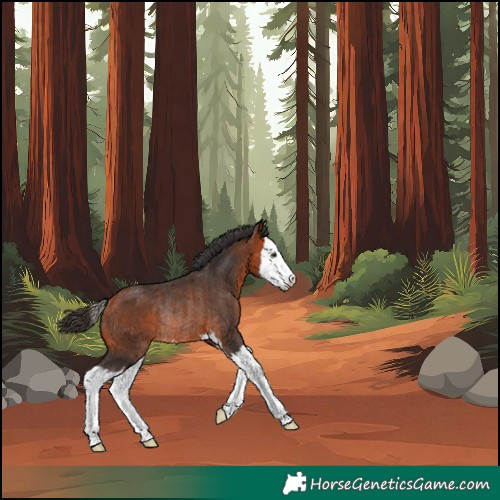 Horse Color:Bay Splash Rabicano 