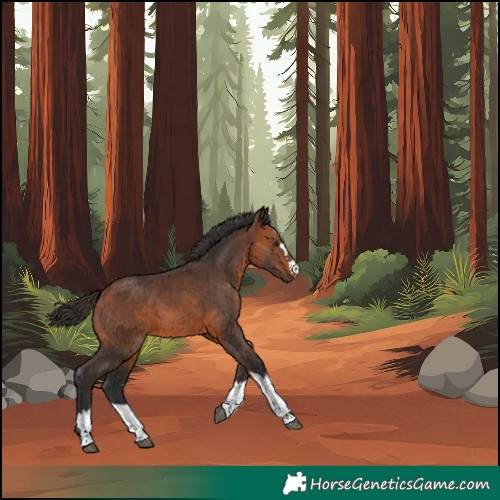 Horse Color:Bay 