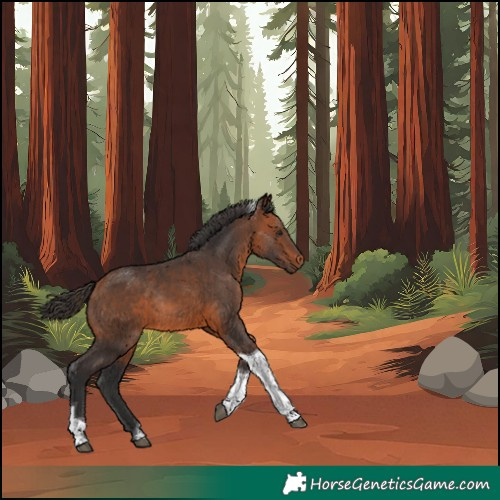 Horse Color:Bay Tobiano Rabicano 