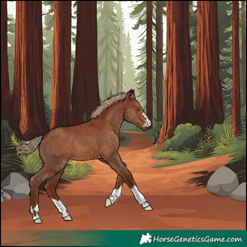 Horse Color:Chestnut 