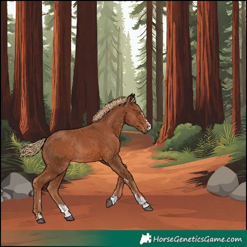 Horse Color:Unknown 
