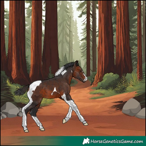 Horse Color:Brown Tobiano 