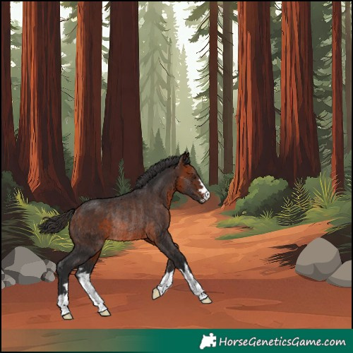 Horse Color:Bay Rabicano 