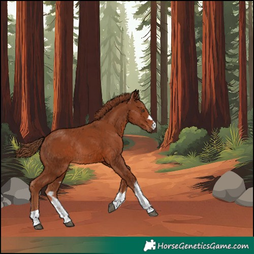 Horse Color:Chestnut Rabicano 