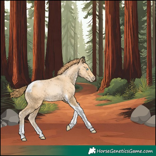 Horse Color:Buckskin Pearl Tobiano Rabicano 