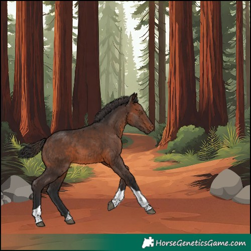 Horse Color:Brown Tobiano 