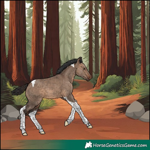 Horse Color:Unknown 