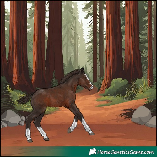 Horse Color:Liver Chestnut 
