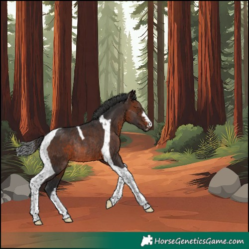 Horse Color:Brown Tobiano Rabicano 