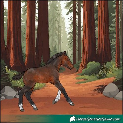 Horse Color:Bay Tobiano Rabicano 