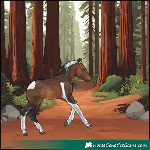Horse Color:Bay Tobiano Rabicano 