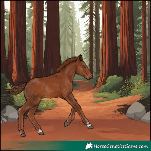 Horse Color:Chestnut Rabicano 