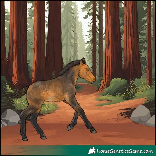 Horse Color:Buckskin Rabicano 