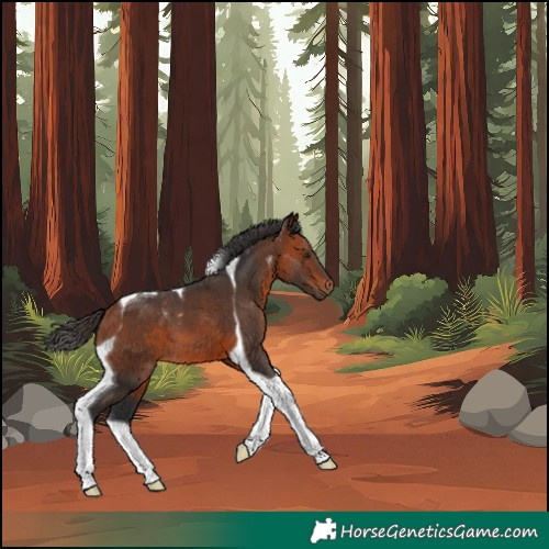 Horse Color:Bay Tobiano 