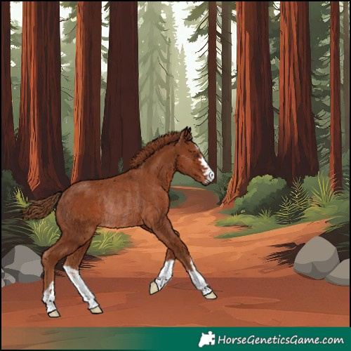 Horse Color:Chestnut Rabicano 