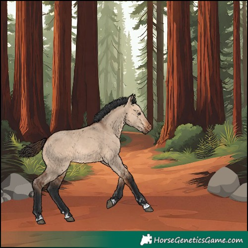 Horse Color:Unknown 