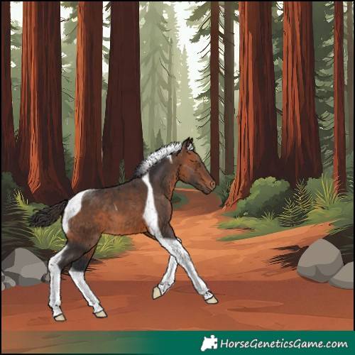 Horse Color:Bay Tobiano 