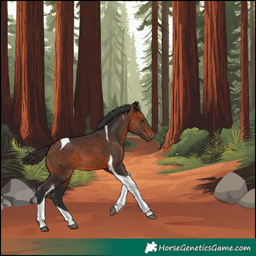 Horse Color:Bay Tobiano 