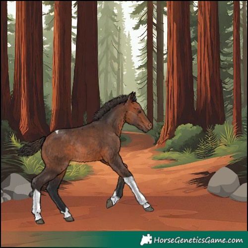 Horse Color:Bay Tobiano Rabicano 