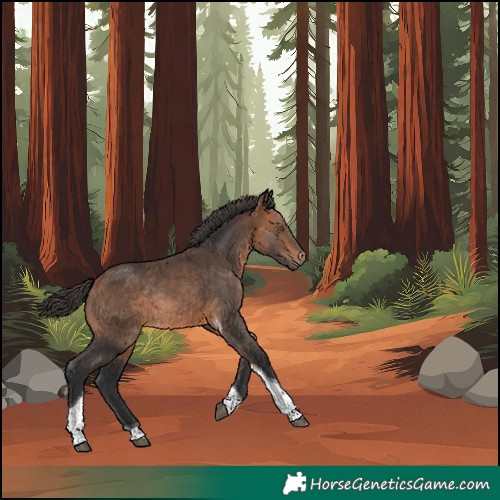 Horse Color:Bay Tobiano Rabicano 
