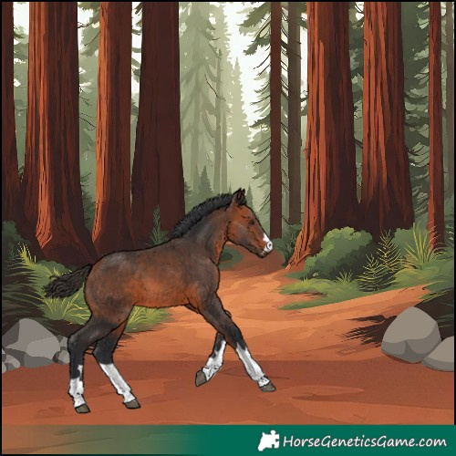 Horse Color:Bay 