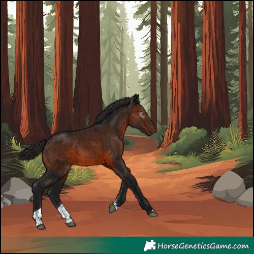 Horse Color:Unknown 