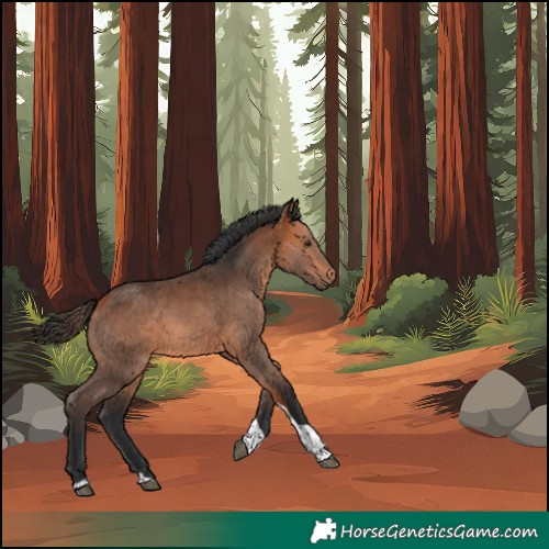 Horse Color:Unknown 