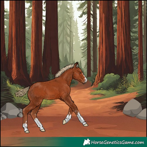 Horse Color:Chestnut 