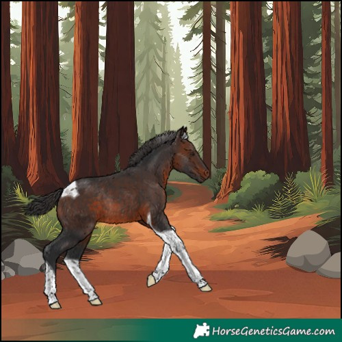 Horse Color:Brown Tobiano Rabicano 