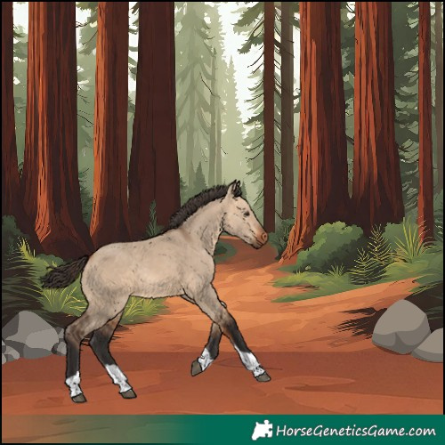 Horse Color:Bay Dun Tobiano Rabicano 