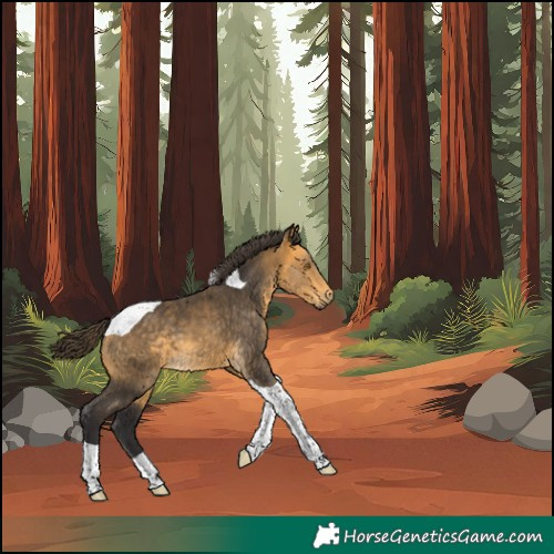 Horse Color:Unknown 