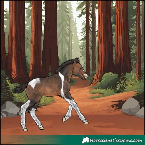 Horse Color:Bay Tobiano 