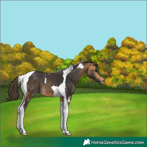 Horse Color:Buckskin Tobiano
