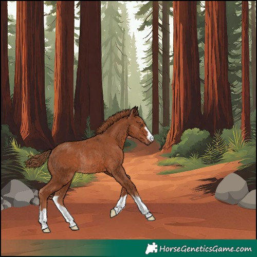 Horse Color:Chestnut Rabicano 
