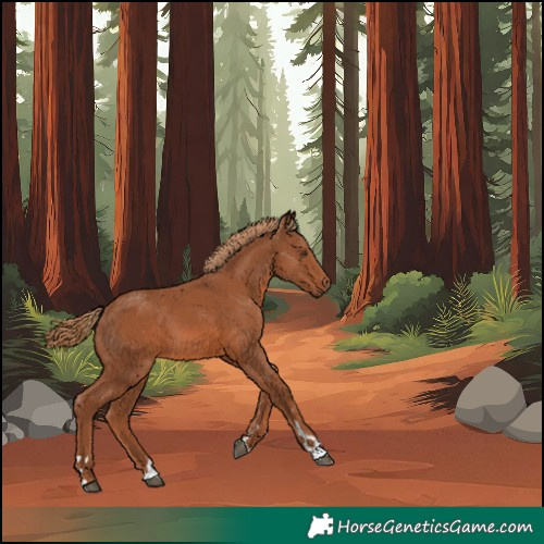 Horse Color:Chestnut 