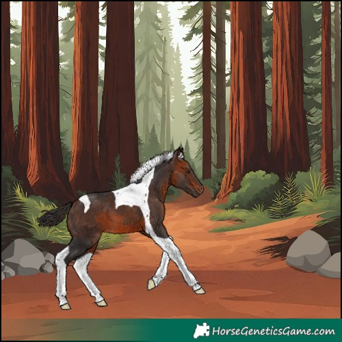 Horse Color:Bay Tobiano 